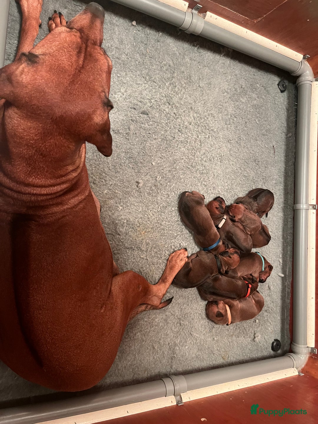 Rhodesian Ridgeback honden te koop: Rhodesian Ridgeback 7 reutjes geboren - Advertentie 30