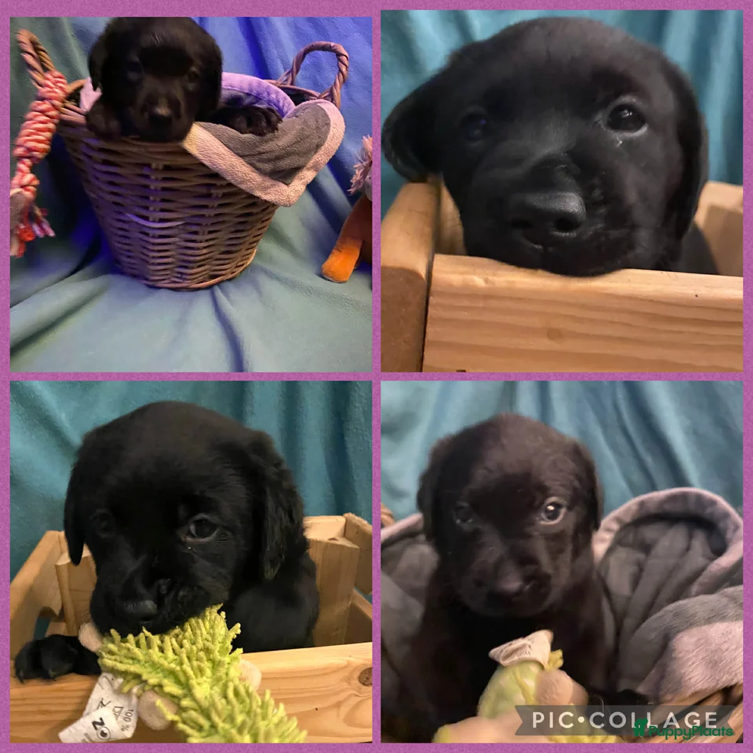 Labrador Retriever honden te koop: Labrador pups - Advertentie 8