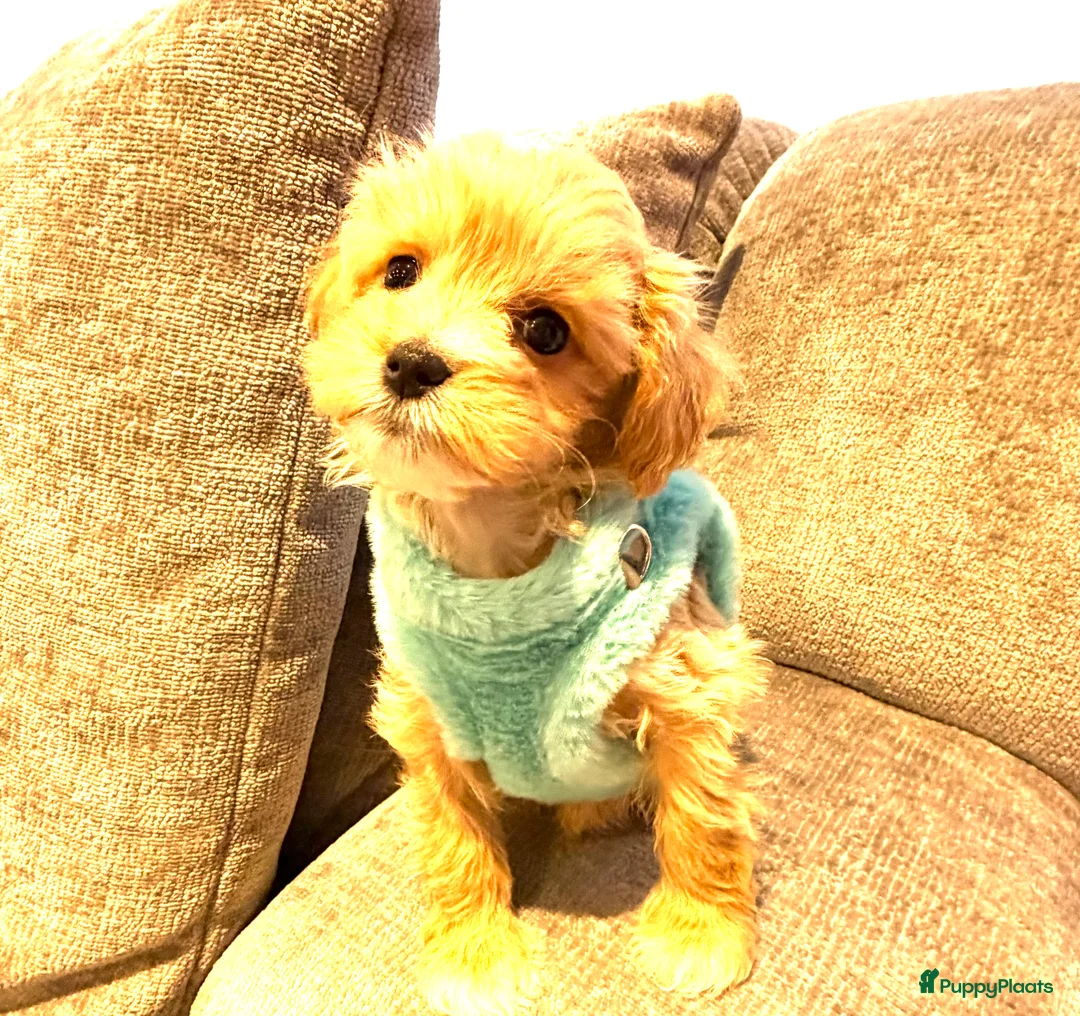 Maltipoo honden te koop: Schattige maltipoo pups thuisnestje - Advertentie 4