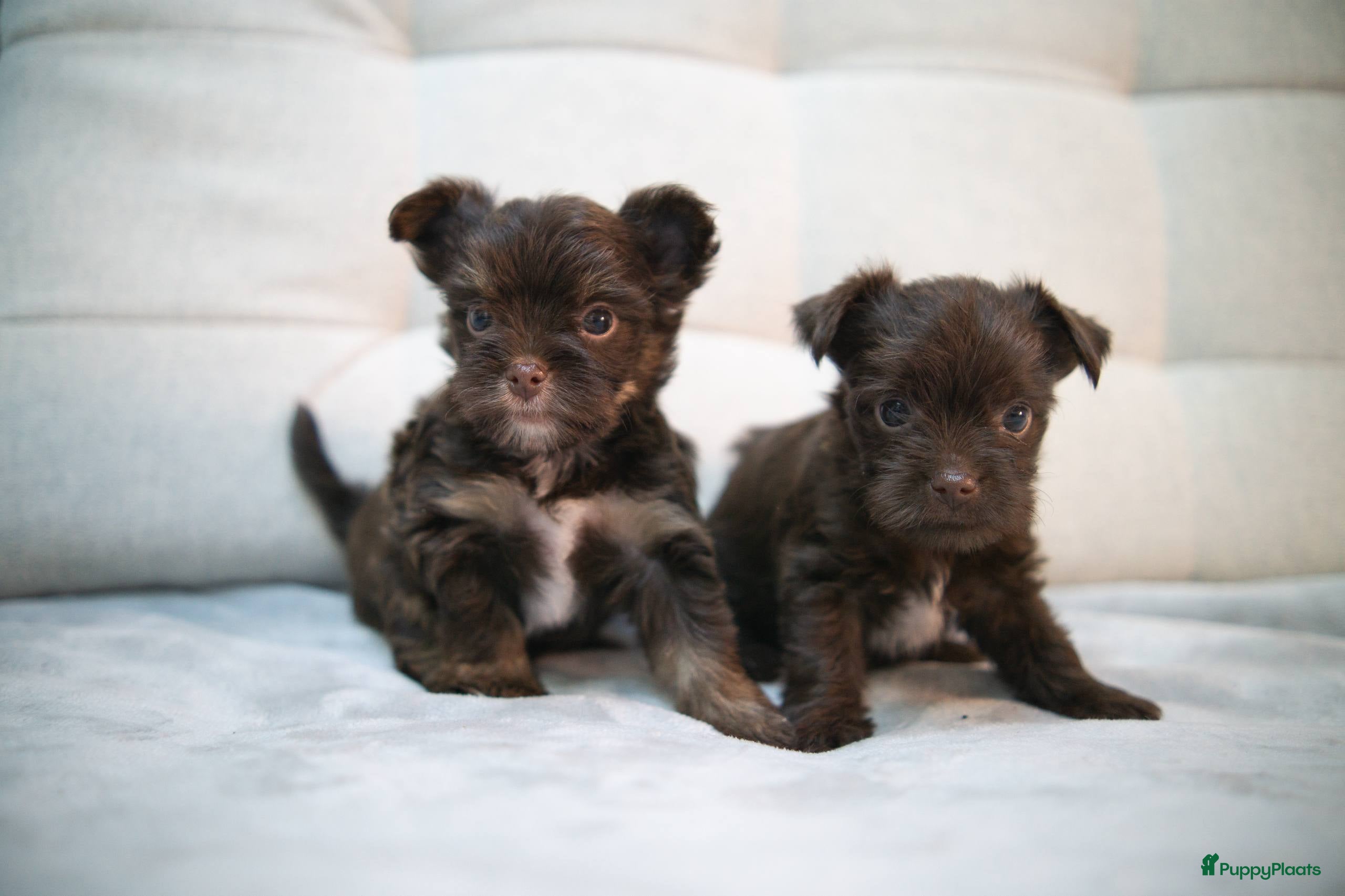 Yorkshire Terriër honden Yorkshire Terrier puppy’s te koop - Advertentie 1