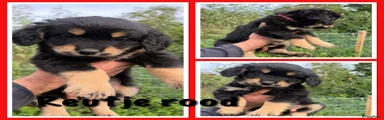 Kruising 4