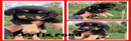 Kruising honden te koop: Golden retriever x rottweiler  - Advertentie 3