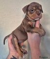 Old English Bulldog Puppy 8