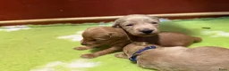Australian Labradoodle honden te koop: Australian Labradoodle ( medium) - Advertentie 17