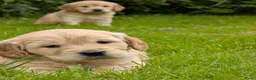 Kruising honden te koop:  Goldencocker pups goldenretriever x engelsecocker - Advertentie 5