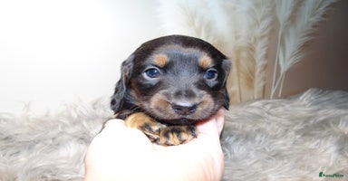 Kruising honden - Advertentie 15