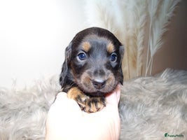 Kruising honden - Advertentie 3