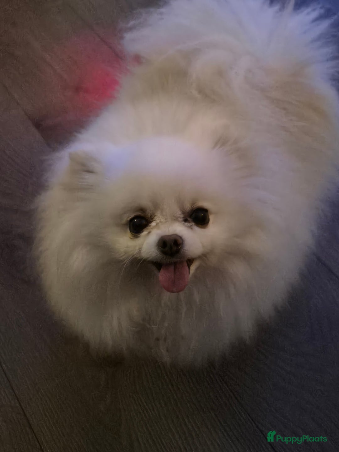 Pomeriaan honden te koop: Lieve mooie pomeriaan crème/wit - Advertentie 7