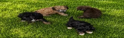 Poedel Toy honden te koop:  4  toy poedel pupjes reutjes een gereserveerd  - Advertentie 4