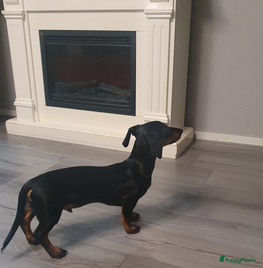 Teckel (korthaar)  honden te koop: Lieve kortharig teckel pup zoekt een nieuwe thuis - Advertentie 6