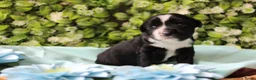 Tibetaanse Terriër honden te koop: Tibetaanse terrier pups  - Advertentie 6