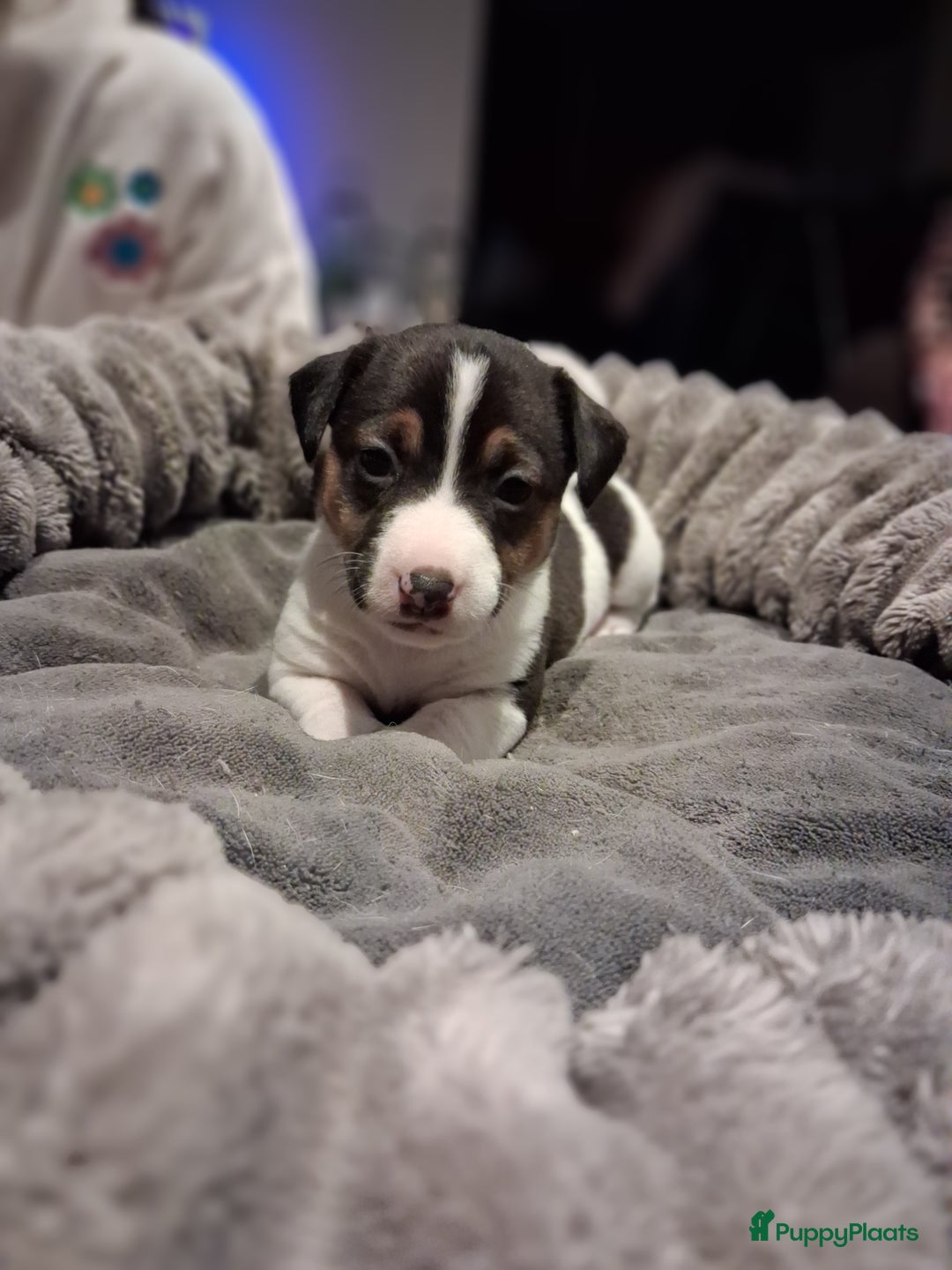 Jack Russel Terriër honden te koop: Jack russelpups opgevoed in gezin met 2 kids - Advertentie 20