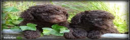 Labradoodle honden te koop: Labradoodle mini +/- 40 cm chocolade bruin - Advertentie 7