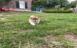 Shiba honden te koop: Shiba Inu pups (nog 1 reutjes beschikbaar) - Afbeelding 10