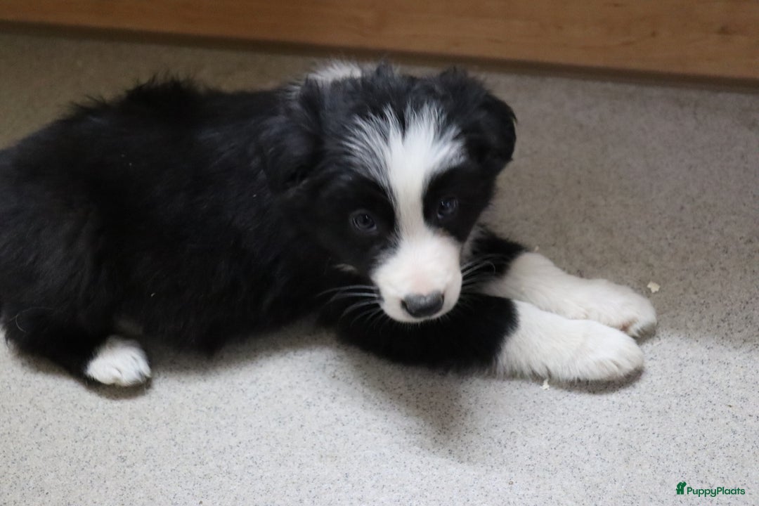 Border Collie honden te koop: Super Schattige border collie pups te koop - Advertentie 33