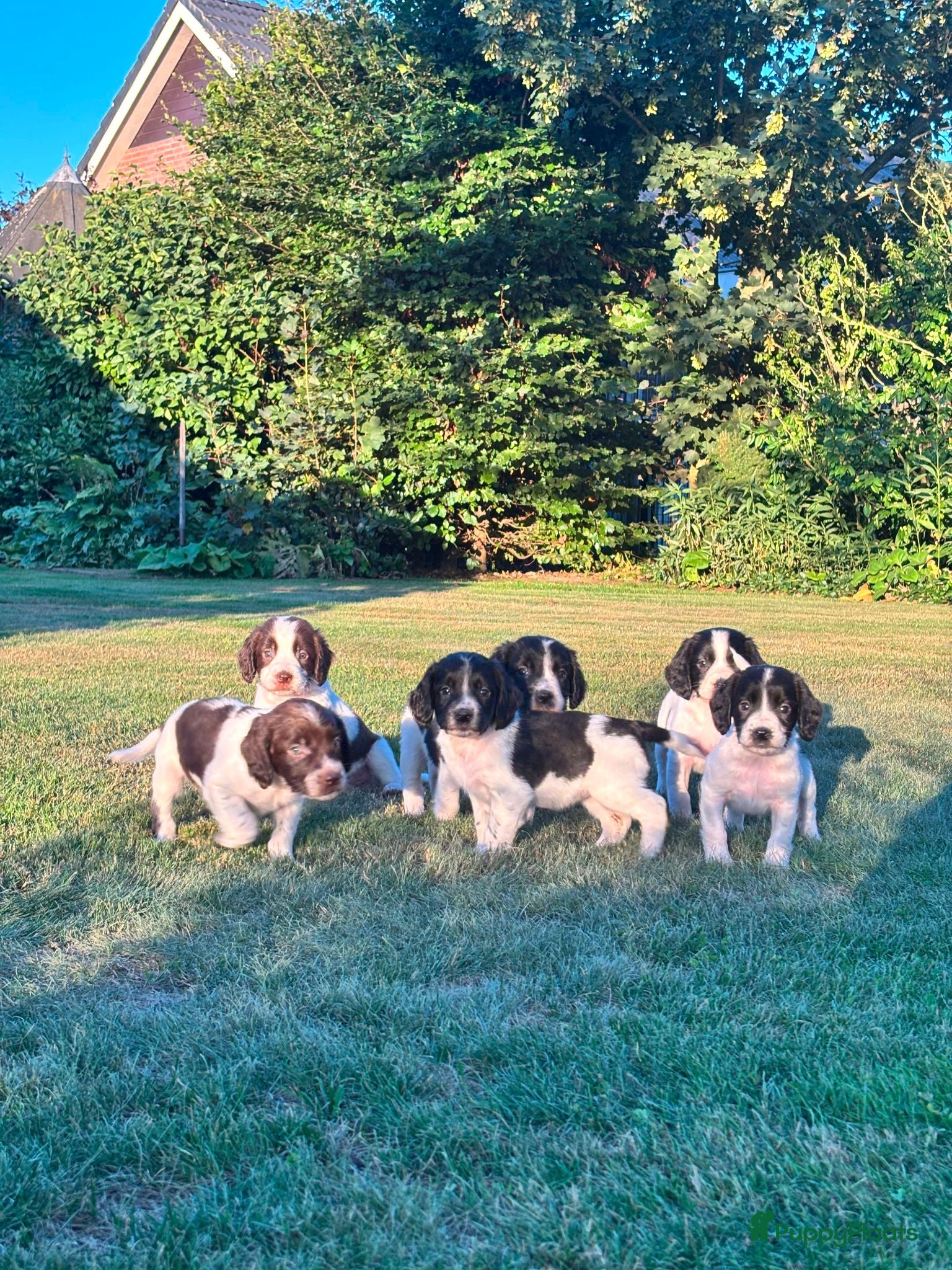 Engelse Springer Spaniel honden Engelse springer spaniel pupjes - Advertentie 1