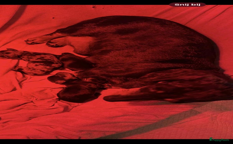 Teckel (korthaar)  honden Teckel pups black and tan en merle  - Advertentie 1