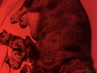 Teckel (korthaar) honden Teckel pups black and tan en merle - Advertentie 17