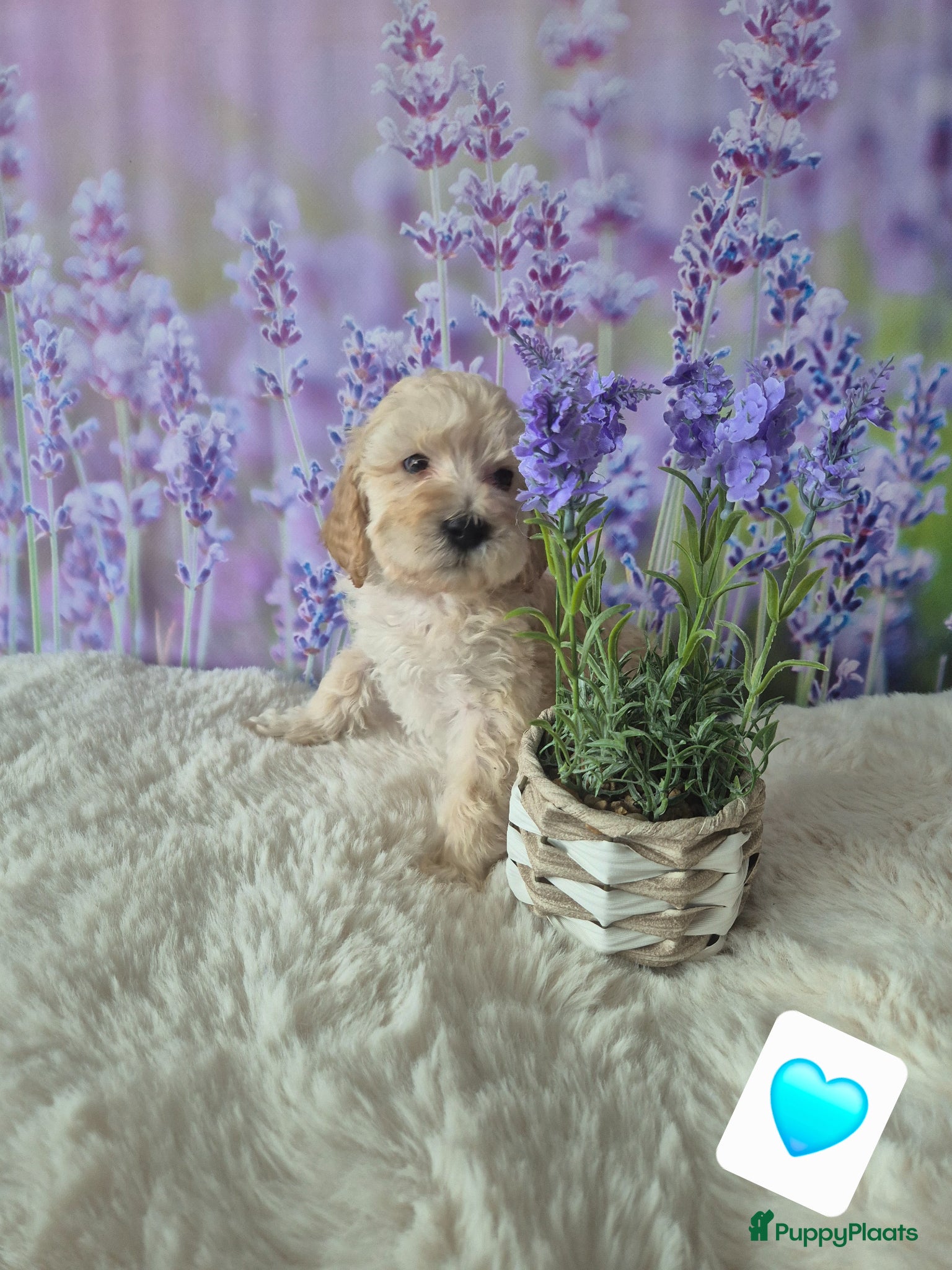 Labradoodle honden 7 weken oud nog 3 🩵🩵🩵labradoodle pups - Advertentie 1
