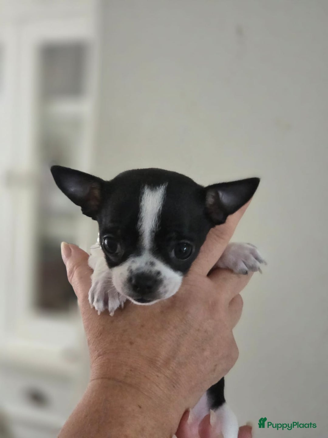 Chihuahua honden ter dekking: Dekreu, niet te koop. Blauw wit met crème  - Advertentie 10