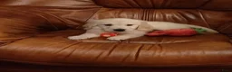 Golden Retriever honden te koop: Golden Retriever pups - Advertentie 1