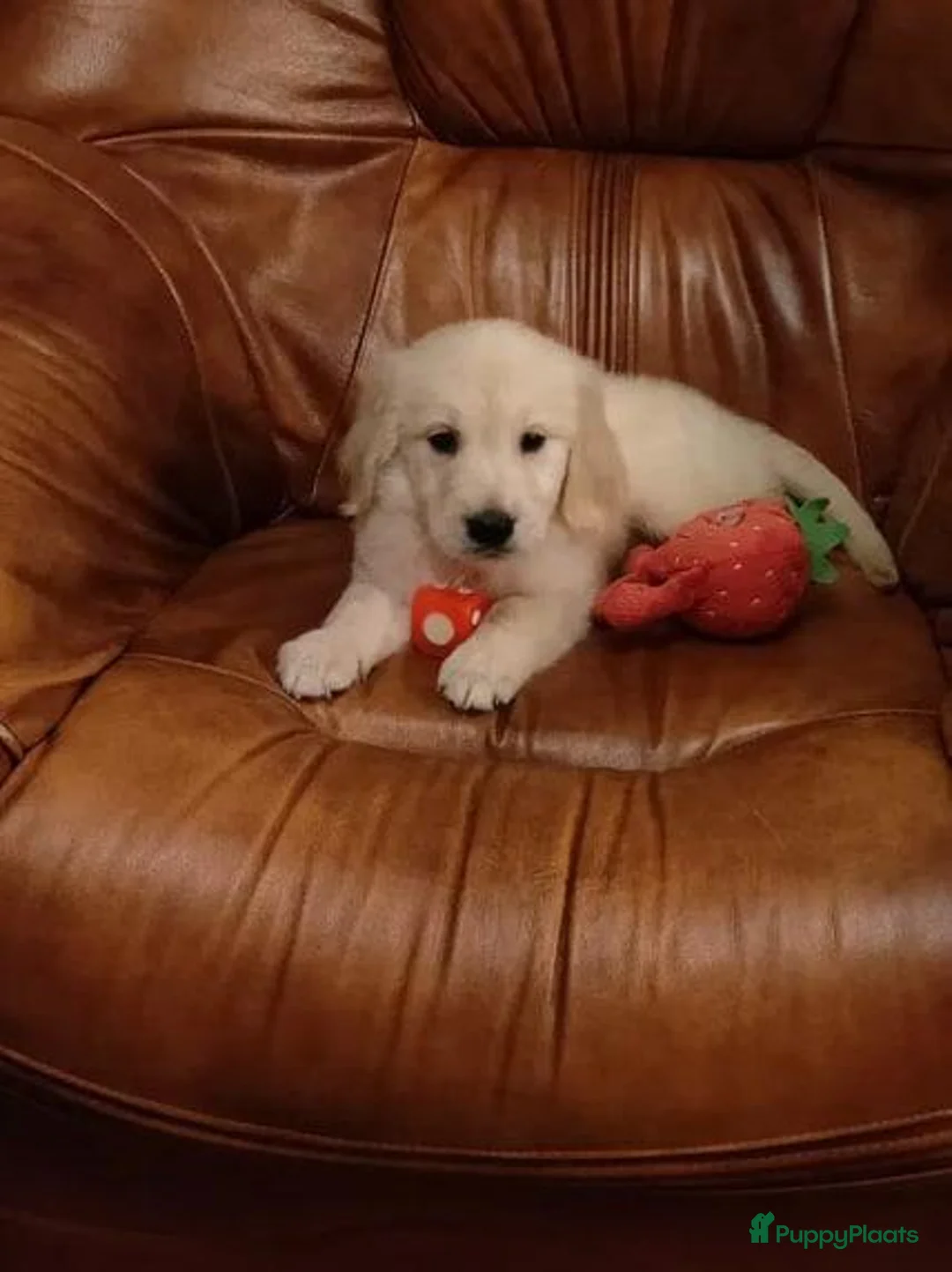 Golden Retriever honden te koop: Golden Retriever pups - Advertentie 1