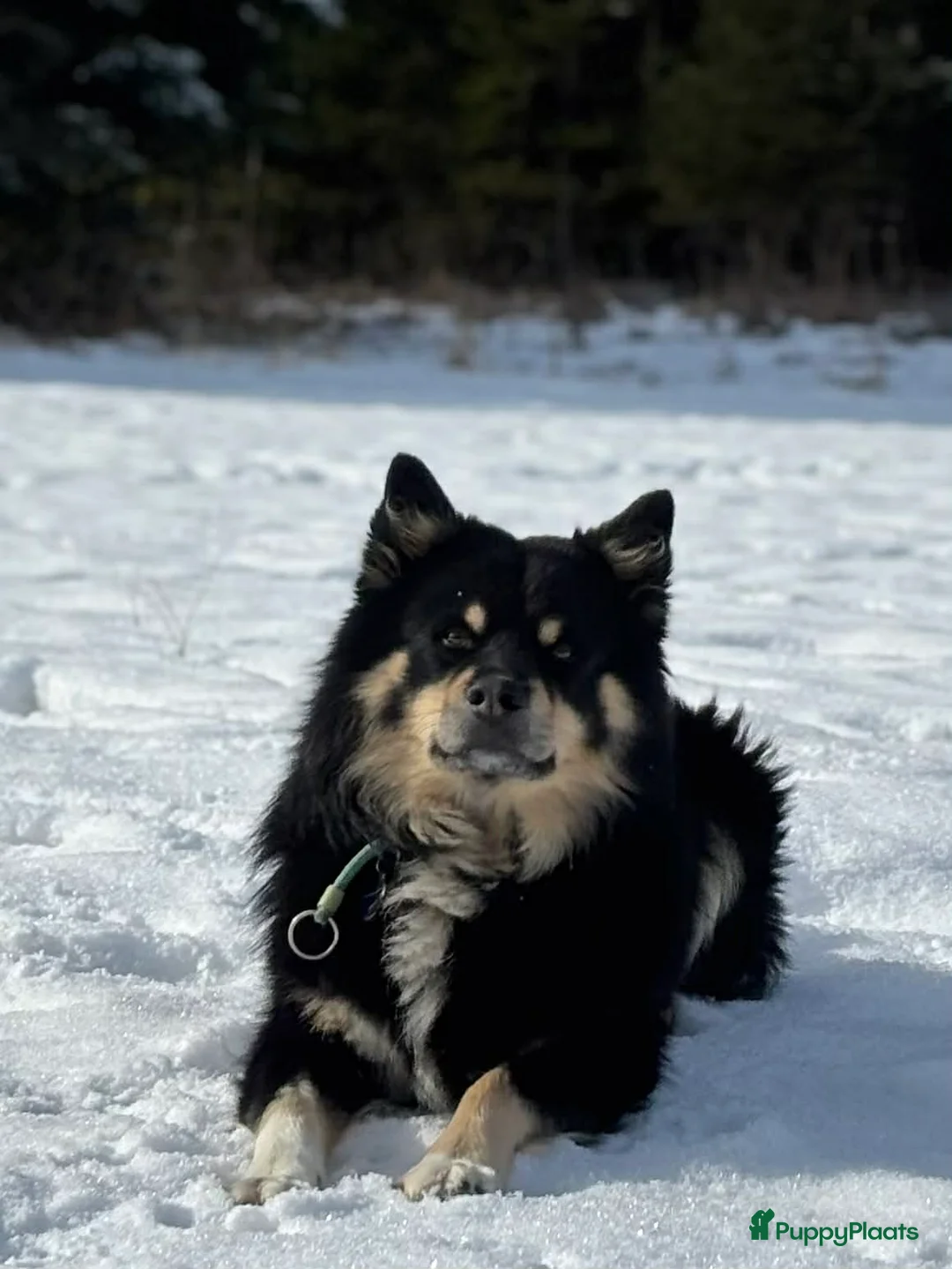 Kruising honden te koop: Oud Duitse Herder X Finse Lappenhond pups - Advertentie 2