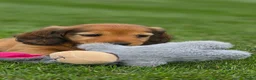Teckel (langhaar) honden te koop: Prachtige Langharige Dwergteckelpups te koop - Advertentie 4