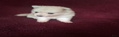 Pomsky Puppy 4