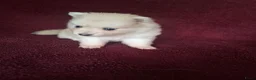 Pomsky honden te koop: 5 pomsky pups - Advertentie 19