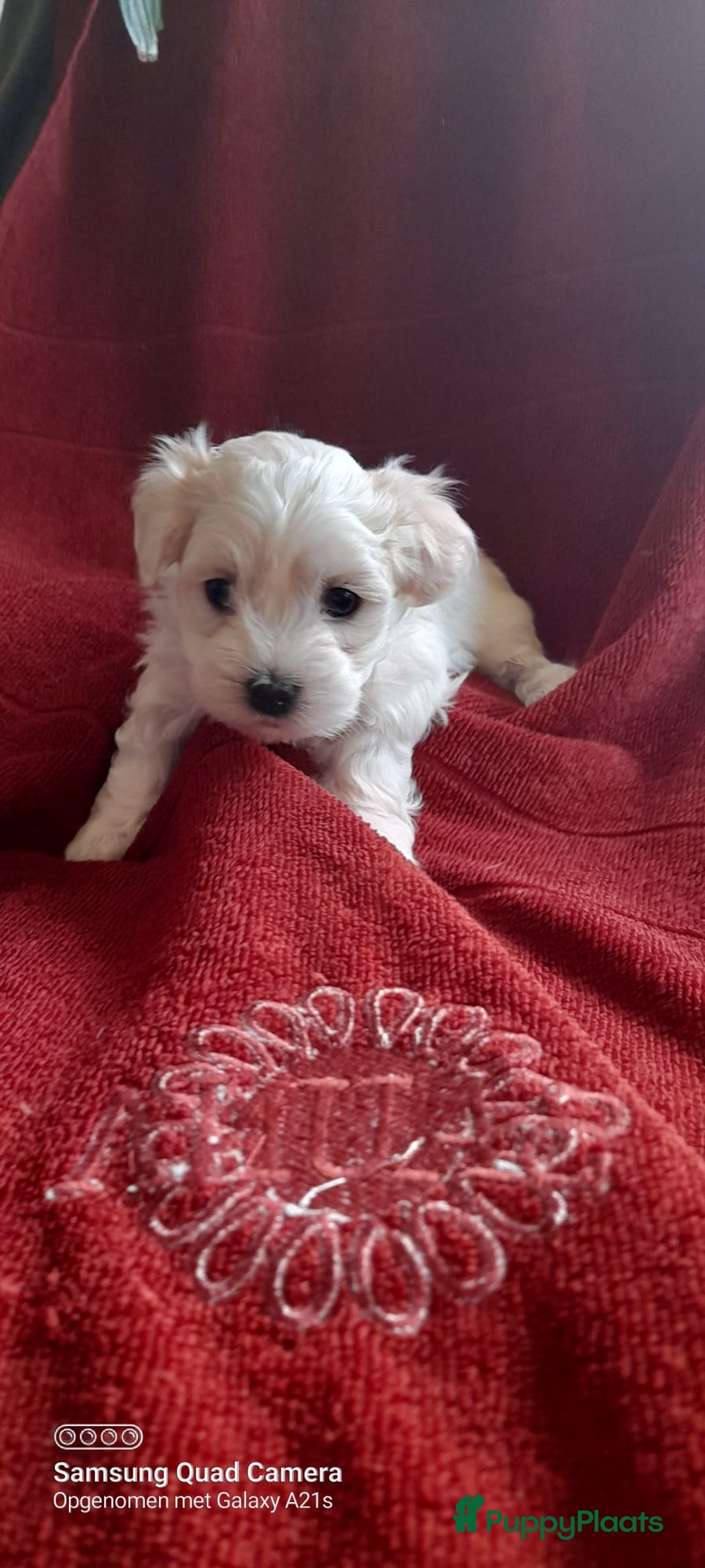 Maltezer honden te koop: Lieve vrolijke maltzers pups . - Advertentie 1