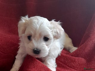 Maltezer honden Lieve vrolijke maltzers pups . - Advertentie 18