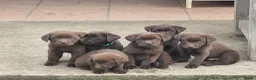Labrador Retriever honden te koop: Raszuivere chocolade labrador pups. - Advertentie 7