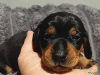 Teckel (korthaar) honden Korthaar teckel pups - Advertentie 1