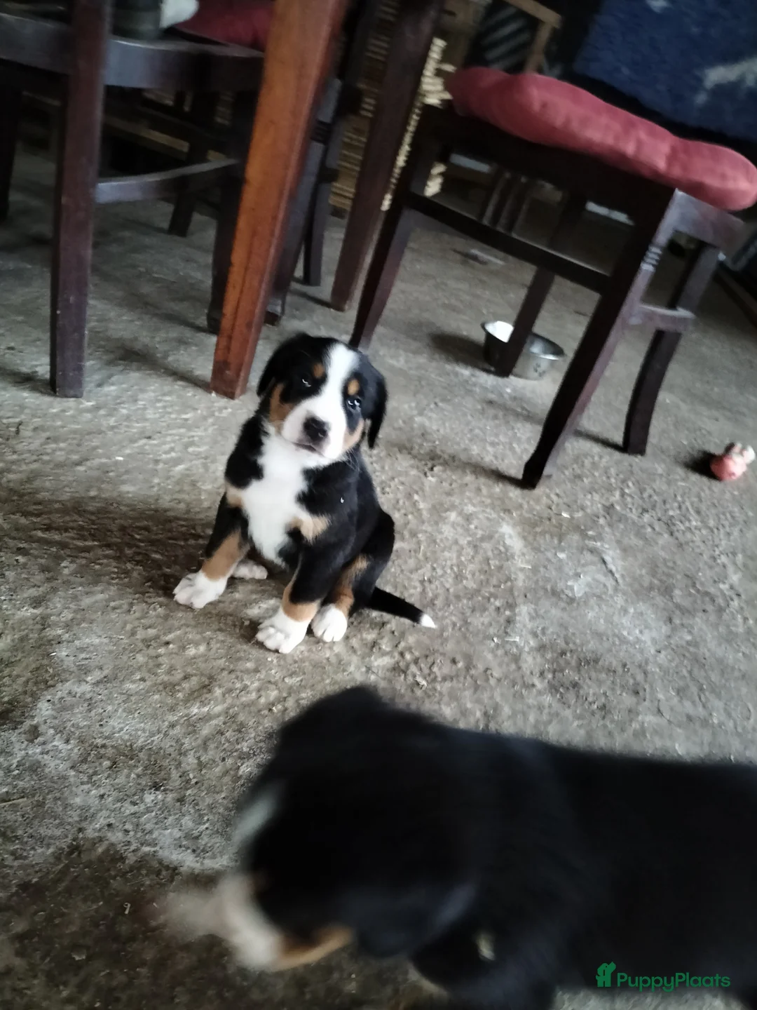 Grote Zwitserse Sennenhond honden te koop: Super leuke grote Zwitserse Sennen pups - Advertentie 10