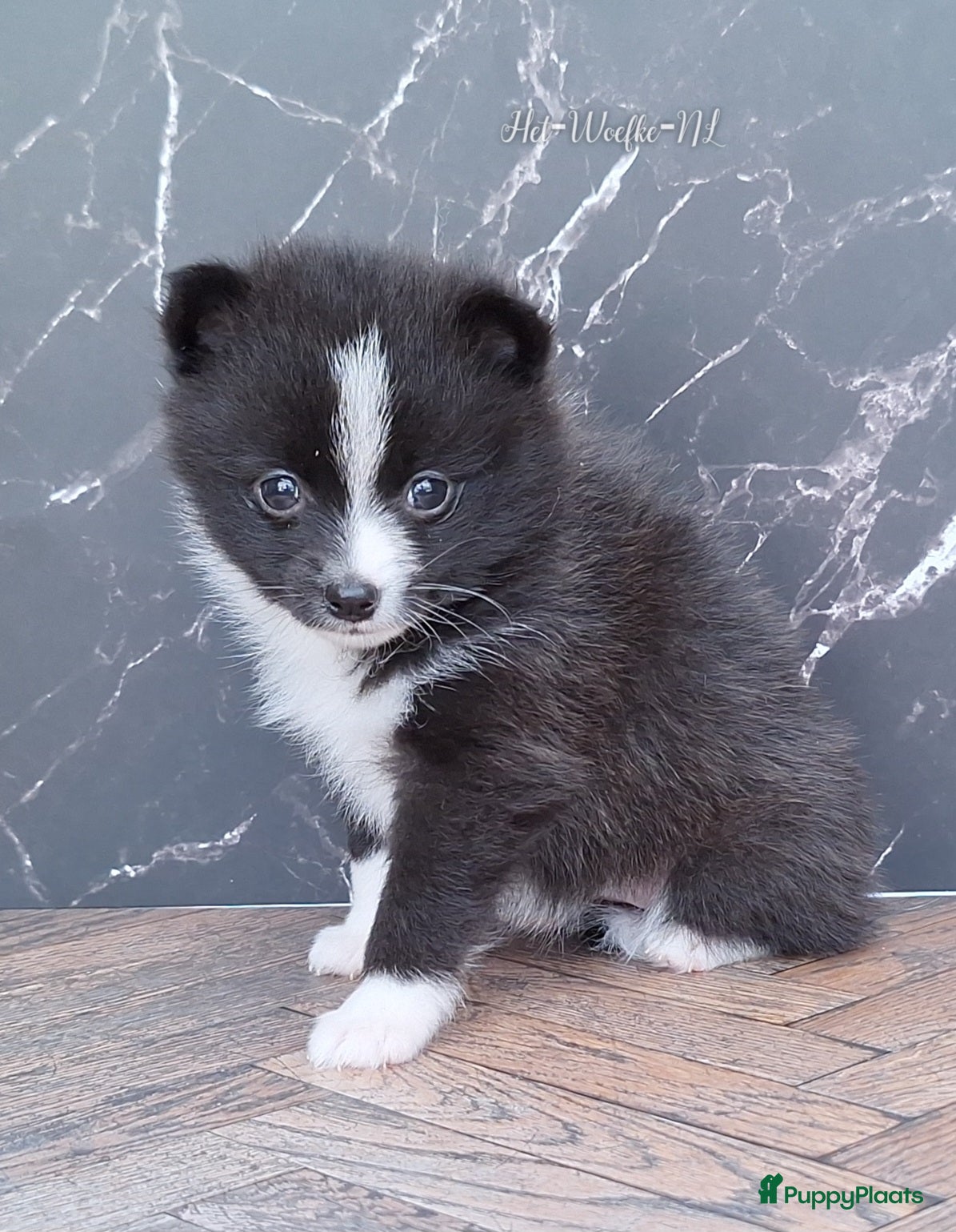Pomsky honden te koop: Alice 🩷 F3b pomsky puppy - Advertentie 3