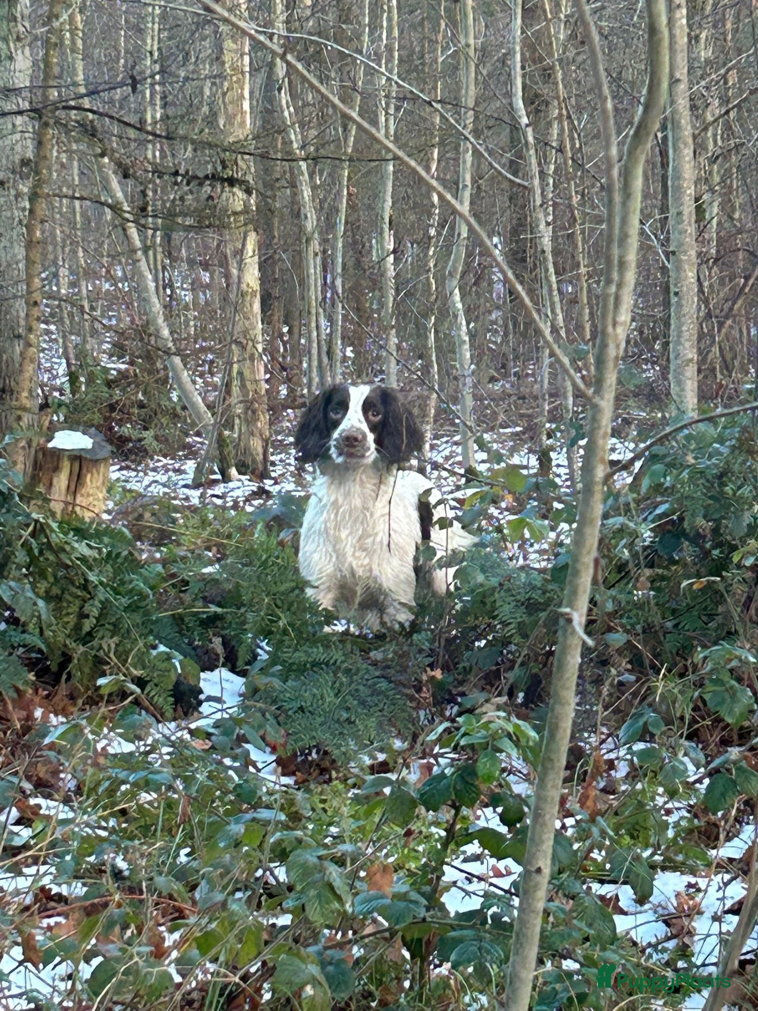 Engelse Springer Spaniel honden Engelse Springer Spaniel pups FCI stamboom - Advertentie 5