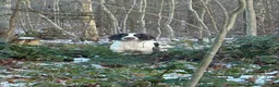 Engelse Springer Spaniel honden te koop: Engelse Springer Spaniel pups FCI stamboom - Advertentie 1