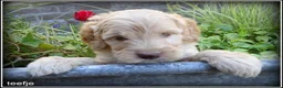 Labradoodle honden te koop: Labradoodle medium pups - Advertentie 8