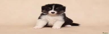 Australian Shepherd 2