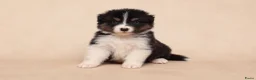 Australian Shepherd honden te koop: Nog 1 Australian shepherds beschikbaar  - Advertentie 3