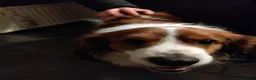 Kooikerhondje honden te koop: Raszuivere Kooikerpup reu. - Advertentie 31
