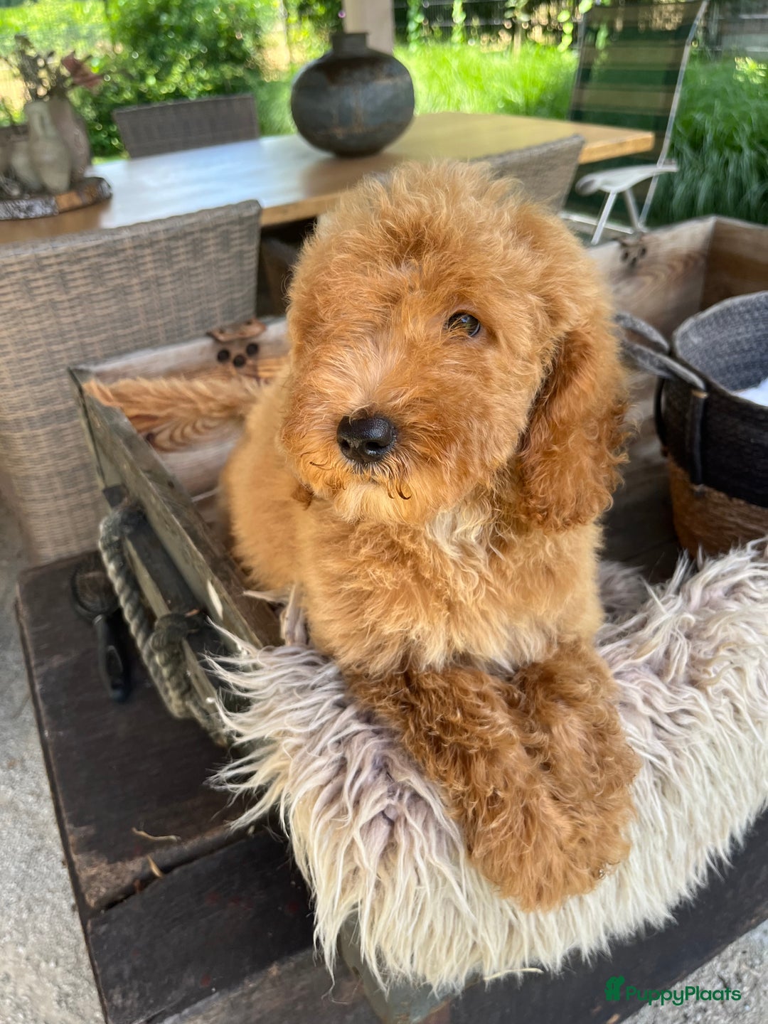 Labradoodle honden te koop: Labradoodle  - Afbeelding 2