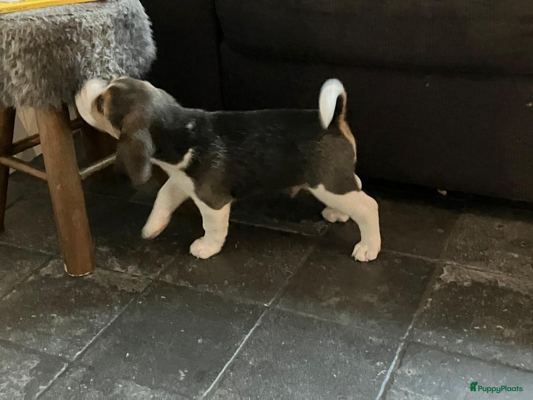 Beagle honden te koop: Beagle pups - Advertentie 3