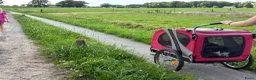 Kruising honden te koop: Geweldig nestje Heidewachtel x Friese stabij pups - Advertentie 3
