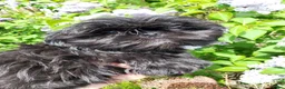 Shih Tzu honden te koop: Mooie lieve shih tzu puppys - Advertentie 8