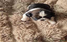 Shih Tzu honden te koop: Shih tzu pups  in Espel - Afbeelding 3