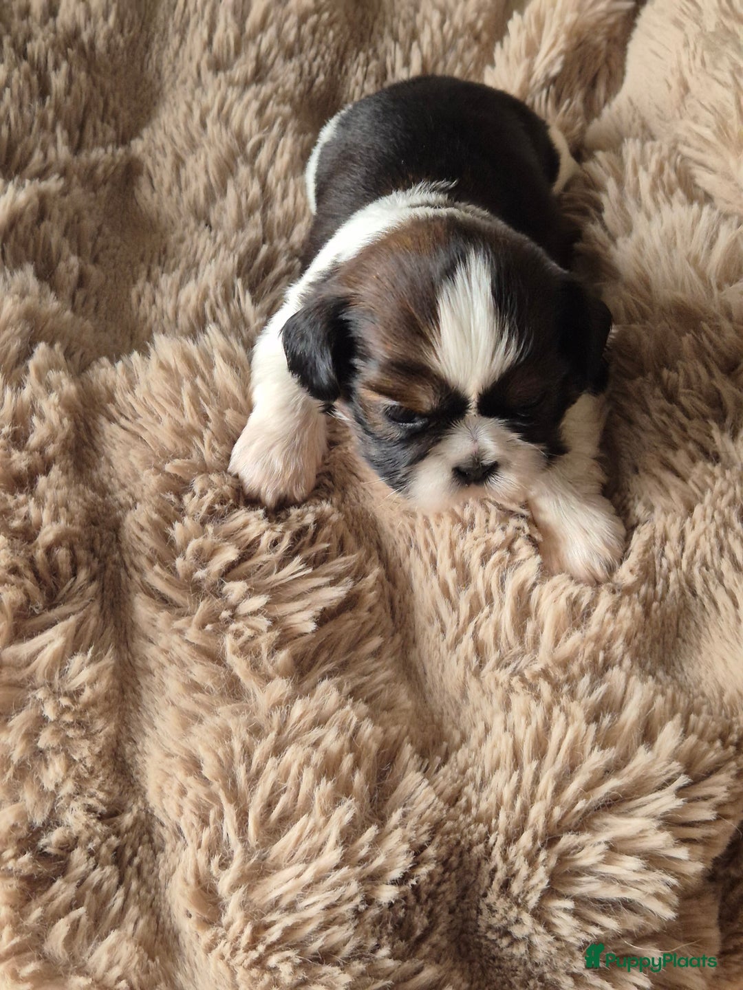 Shih Tzu honden te koop: Shih tzu pups  in Espel - Afbeelding 3