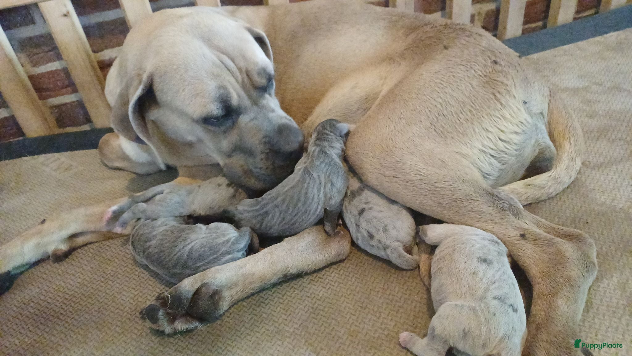 Kruising honden Cane corso pups blauw gestroomd isabel merle - Advertentie 3