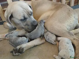 Kruising honden Cane corso pups blauw gestroomd isabel merle - Advertentie 3
